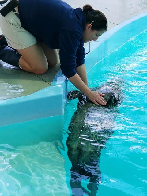 A person wearing a dark blue long-sleeved shirt and light-colored shorts kneels at the edge of a pool with clear blue water, gently touching a dark-colored Harbor Seal that is partially submerged.