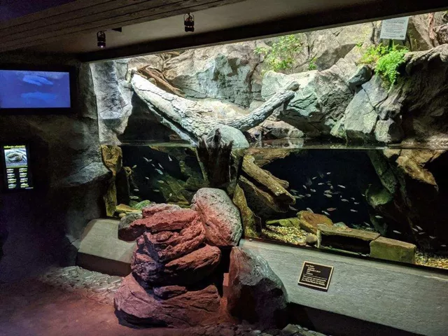 Hellbender habitat streamside