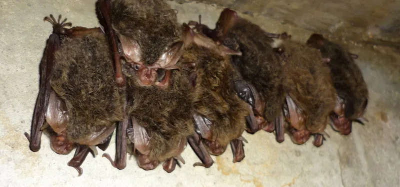 Vampire bat colony