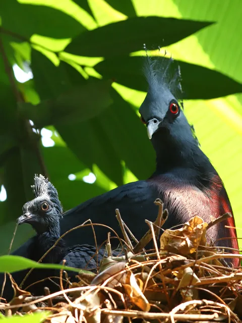 Victoria crowned pigeon chick in nest