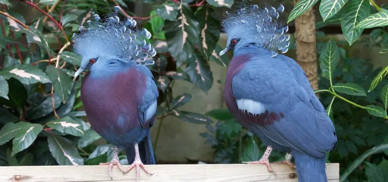 Victoria crowned pigeon pair