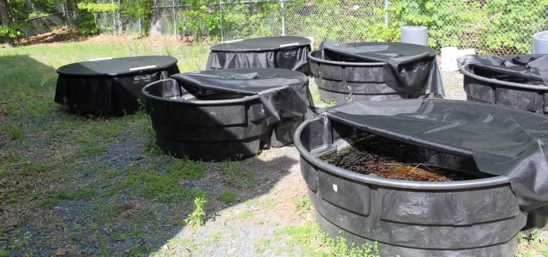 Gopher frog tubs