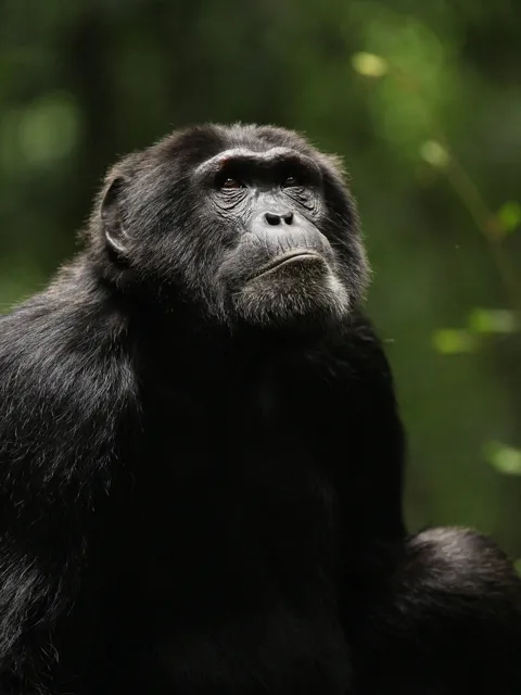 A fuzzy, black Chimpanzee sits gazing wistfully upwards in front of a blurry green background.