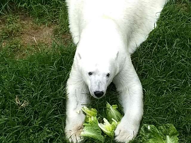 Polar Bear Anana with Romaine Lettuce