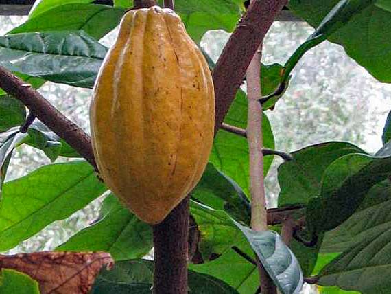 Aviary Cacao