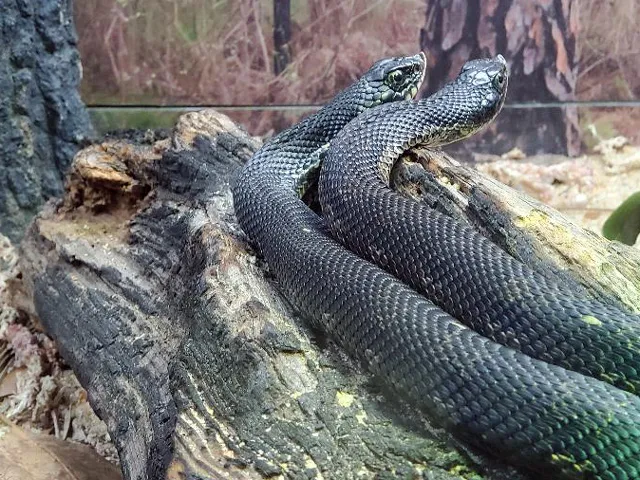 Eastern Hognose Ziggy Piggy Habitat