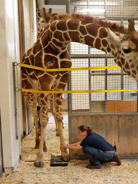 Giraffe Turbo positioning with keeper Kelly Davis