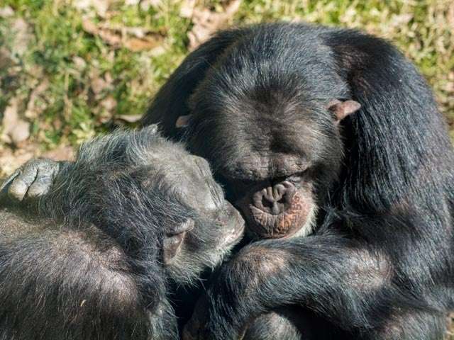 chimps reassuring through touch