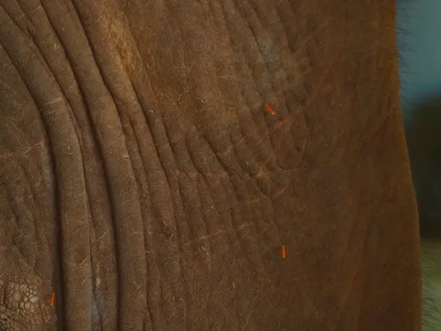 Batir accupuncture up close