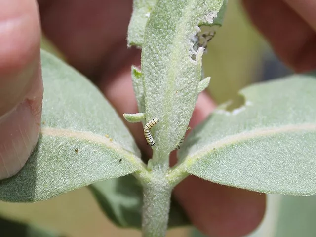monarch caterpillar