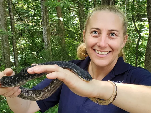 A light skinned female zoo keeper, Audrey Williams, stands in the woods holding up a snake. It is a long, thin black snake called the Eastern Hognose snake.