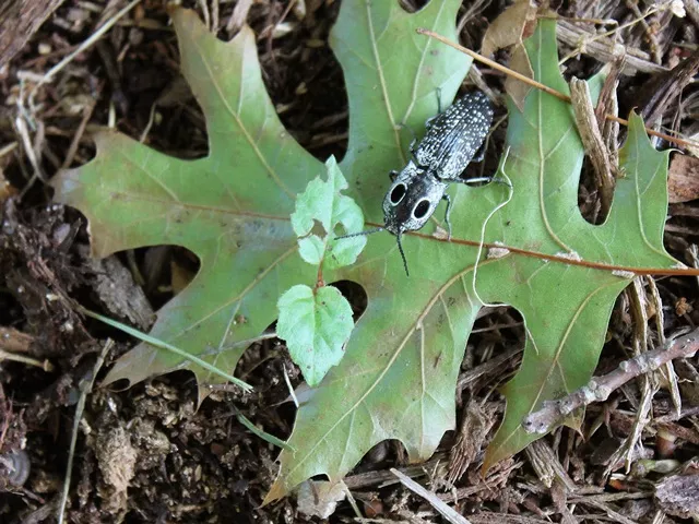 eyed click beetle