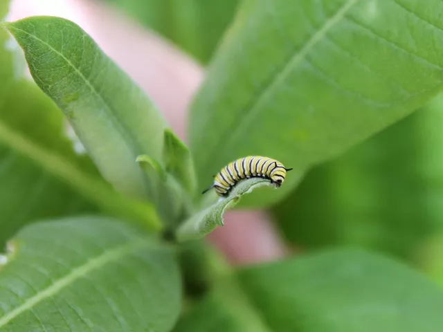 monarch caterpillar