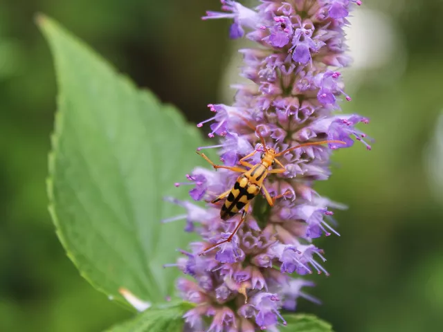 long horn beetle on anise hyssop