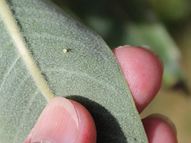 monarch egg