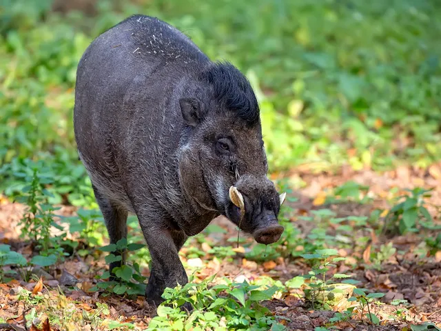 visayan warty pig