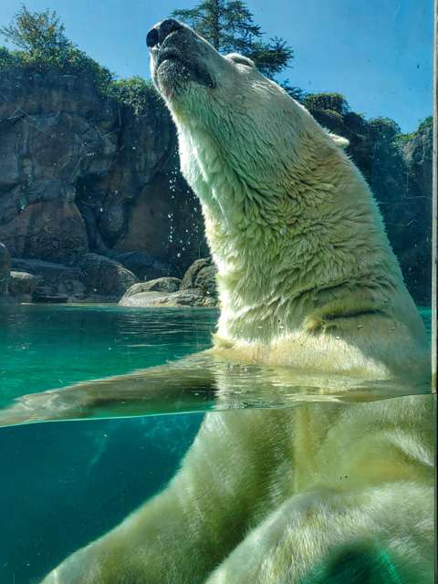 Polar Bear Paytonin the pool