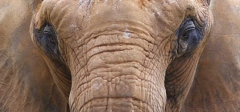 Closeup of Elephant Csar's large, dark eyes from the front.