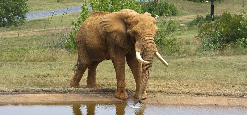 Elephant Csar standing next to a pool of water, and dipping his trunk in, in the NC Zoo Watani Grasslands. There are some small trees and bushes scattered across a field in the background. 