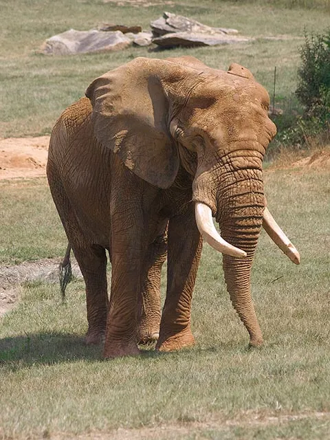 A muddy Elephant, with large ears, two long tusks and a powerful trunk, named Csar walking around in the Watani habitat at the NC Zoo which is a large, grassy area sprinkled with large rocks, trees, and shrubs.