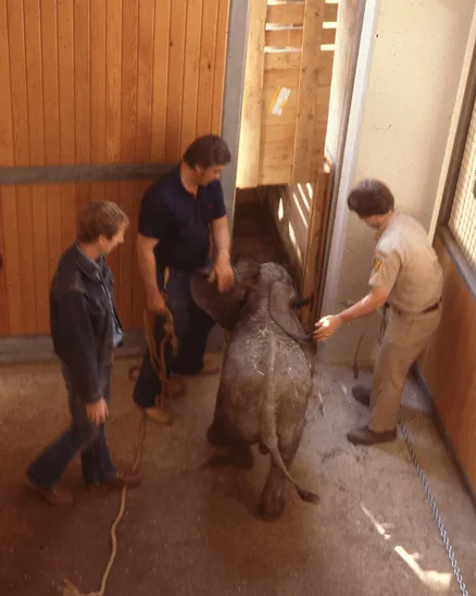 A historical photo of Csar, a tiny, grey, baby Elephant being ushered into a barn stall with a tall, wooden door by three men in 1979.