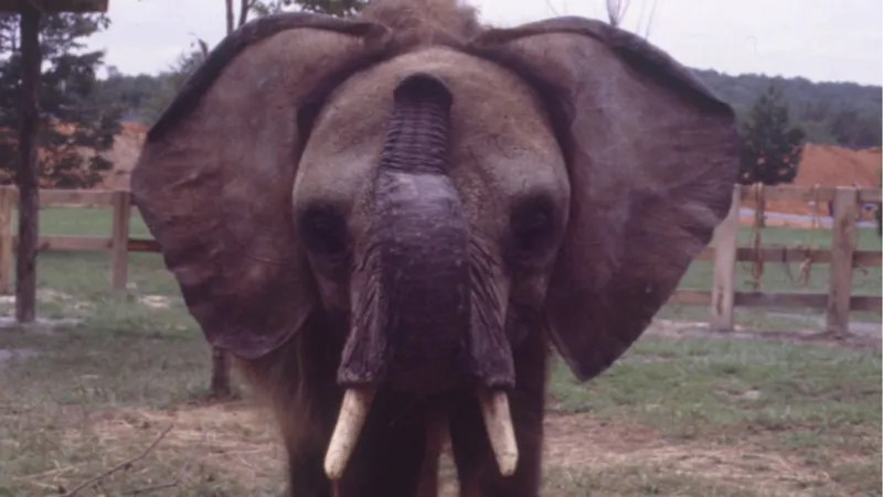 A portrait of a young Elephant named C'sar staring at the viewer with his trunk raised and touching his forehead, standing in a grassy field with a tree behind him in 1978.
