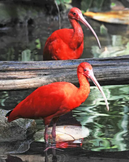 Two scarlet ibis birds stand in rippling water with a fallen log between them, circa 2009; the birds' coloration is a vivid scarlet mixed with orange-red; only the tips of their wings deviate from their namesake color, featuring a rich inky black color; the birds have long, thin beaks, pale in color, that curve slightly downward.