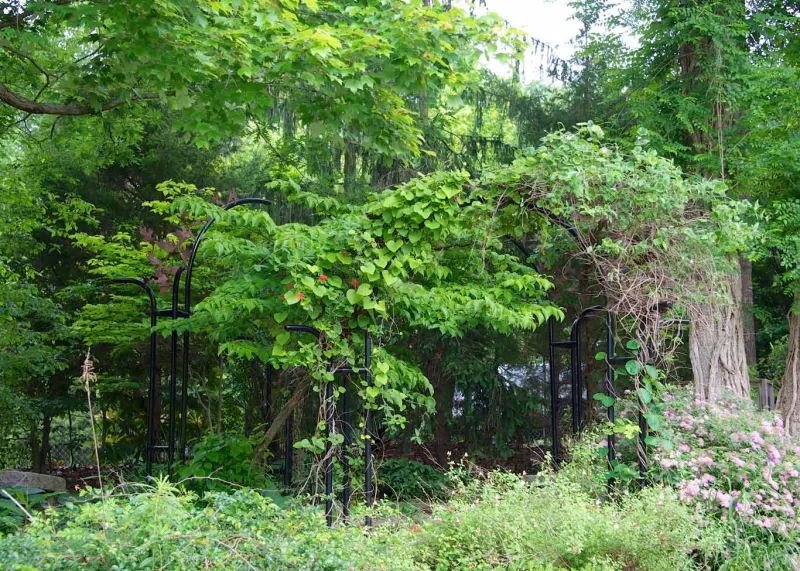 Painted steel arches, covered in vines. 