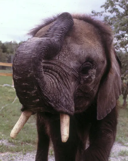 A portrait of a young Elephant named C'sar staring at the viewer with his trunk raised and touching his forehead, standing in a grassy field with a tree behind him in 1978.