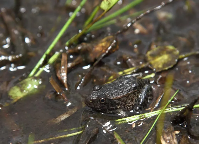 Gopher frog metamorph