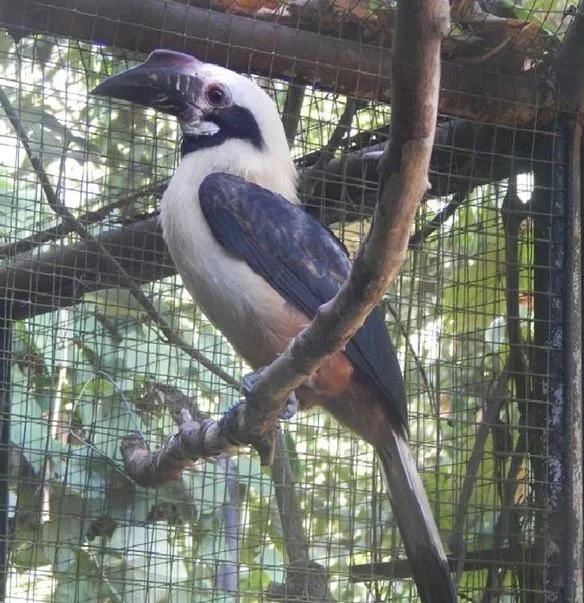 Visayan hornbill