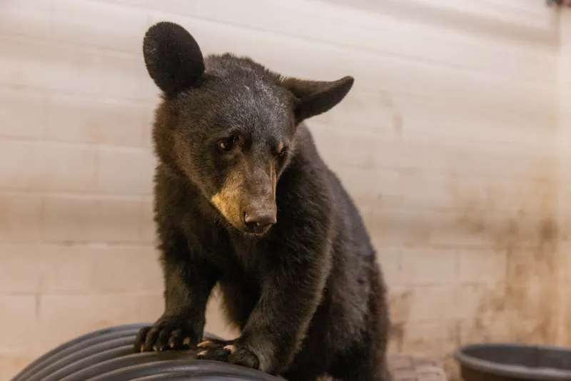 Black Bear Cub