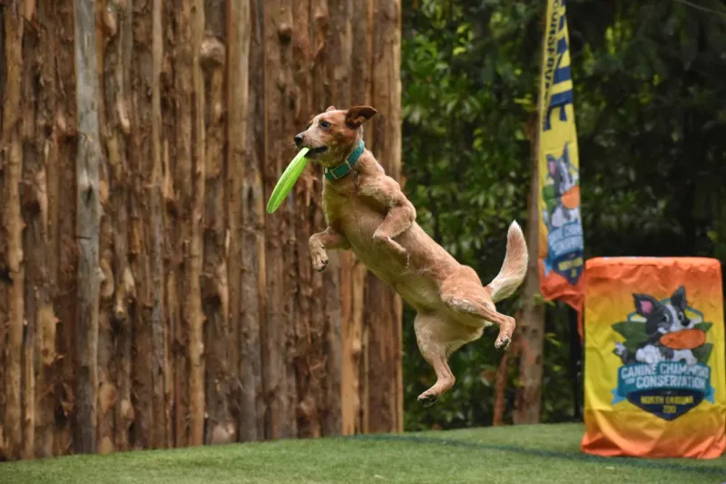 Summer 2023 canine show
