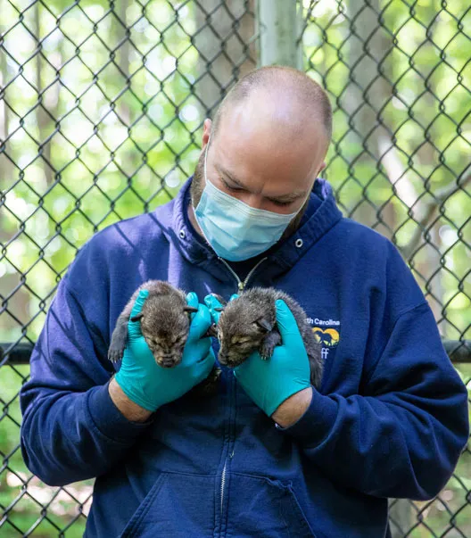 A man with buzzed hair wearing a blue face mask, blue latex gloves and a navy jacket with a NC Zoo logo on it, stands next to a chain link fence holding two grey, newborn Red Wolf puppies.