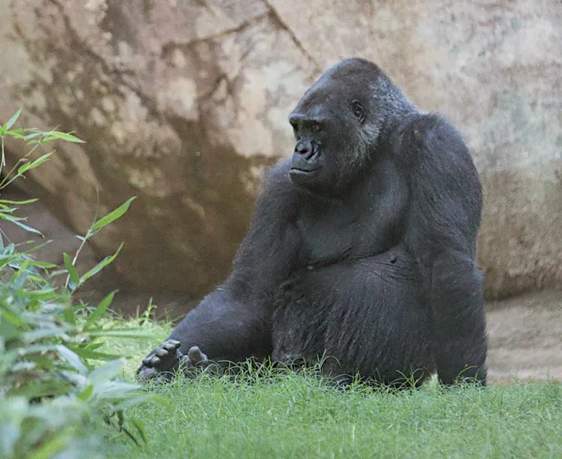 Rosie the late Gorilla Matriarch