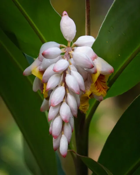 Beautiful soft white, yellow, and pink flower consisting of a cluster of football shaped buds, draping over the dark green leaves.