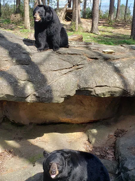 Black bear habitat Luna and Nova