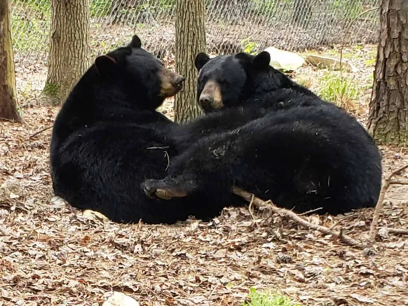 Luna and Nova black bears snuggle up close