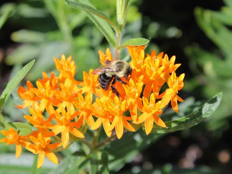 bumble bee on butterfly weed