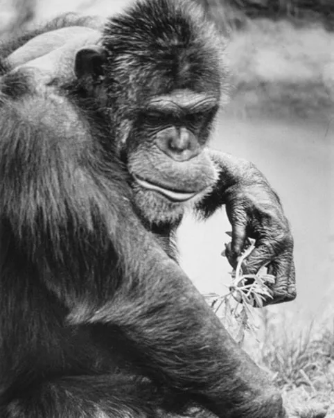 Chimp Ham, the space chimp. Historical black and white photo showing Ham in his later years holding a fistful of grass.