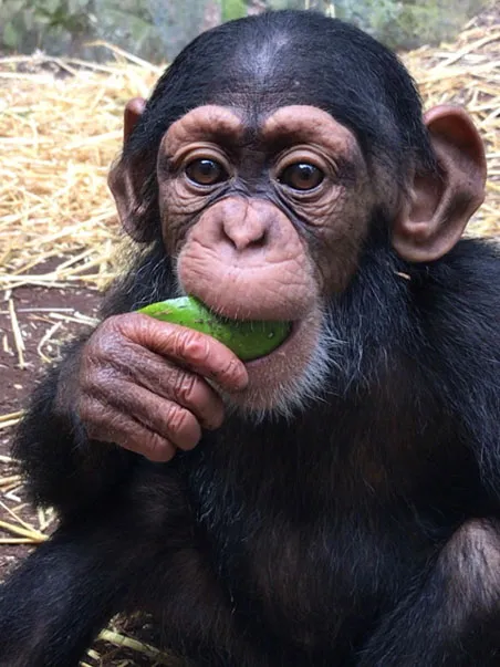 A young chimp named Obi sits in a serene, nest-like environment munching intently on a bright green lime wedge he has clasped in his right hand.