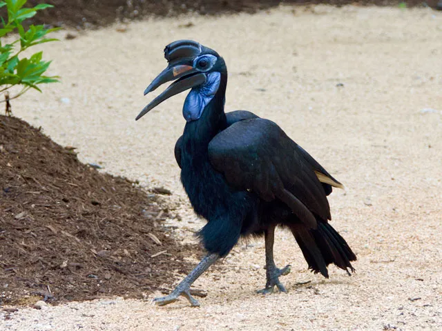 Doli the hornbill