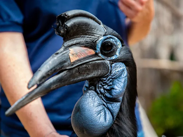 Up close head photo of Doli the hornbill