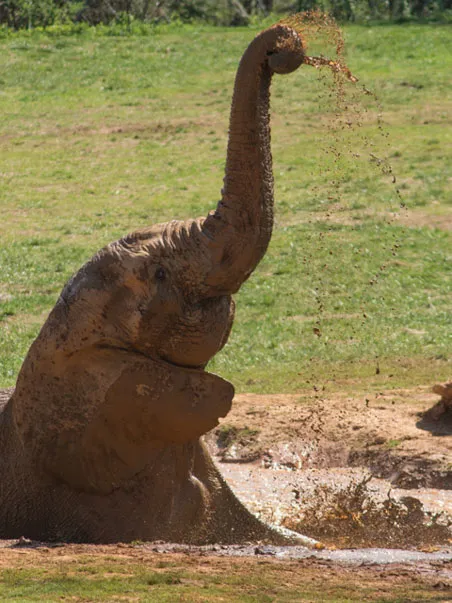 Elephant in mud pool with trunk in the air