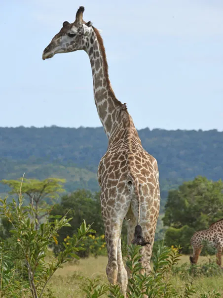 Giraffe