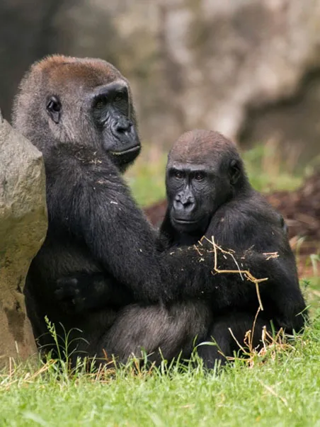 Gorilla Olympia and Apollo