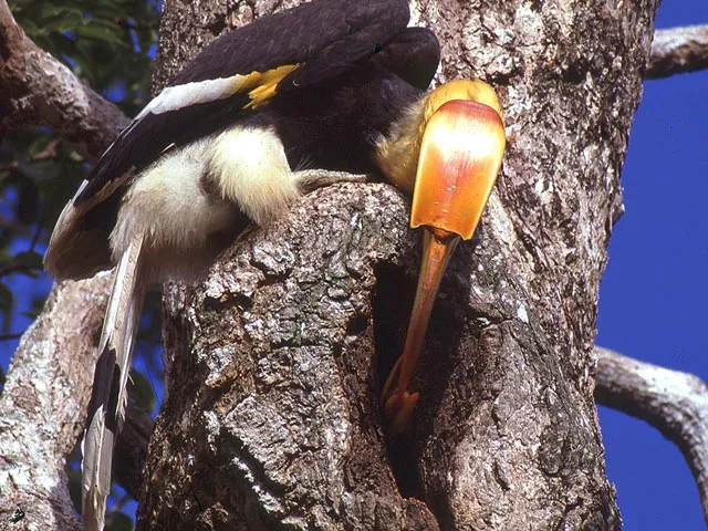 Great hornbill male feeding a chick
