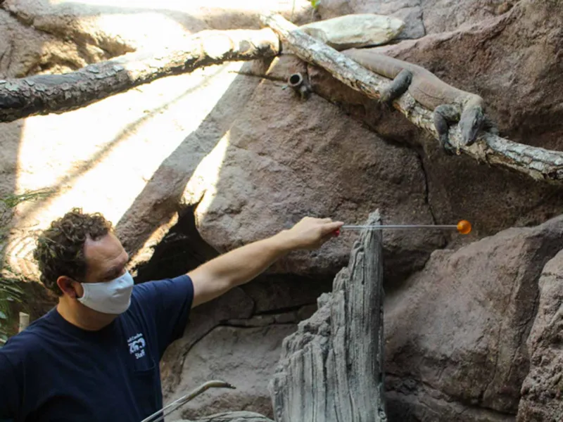 Ezra Ellis training komodo dragon with target training