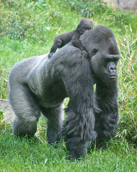 Historical Photo of a large male gorilla carrying his tiny, fuzzy baby son, Apollo, on his back around 2013.