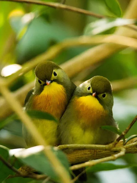 Pekin robins